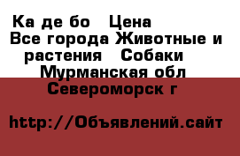 Ка де бо › Цена ­ 25 000 - Все города Животные и растения » Собаки   . Мурманская обл.,Североморск г.